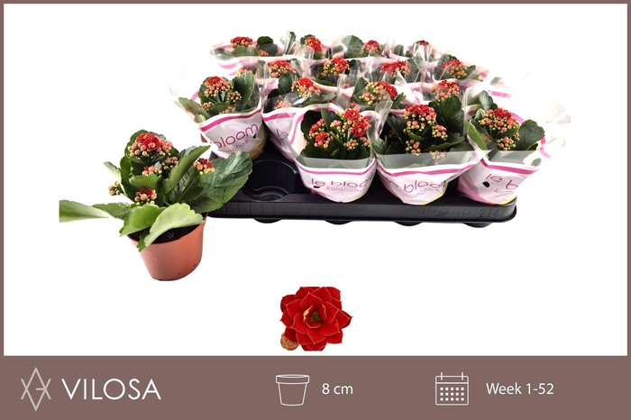 <h4>KAL GE RUBIO RED</h4>