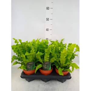 Asplenium nidus 'Crispy Wave'