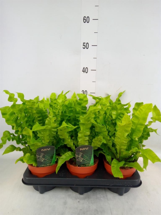 <h4>Asplenium nidus 'Crispy Wave'</h4>