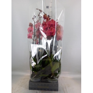 Phalaenopsis   ...orange