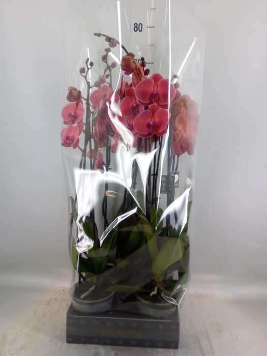 <h4>Phalaenopsis   ...orange</h4>