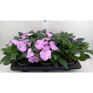 Impatiens NG 'Tamarinda Violet'