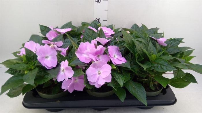 <h4>Impatiens NG 'Tamarinda Violet'</h4>