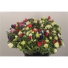 Anemone Fr. Mixed In Bunch
