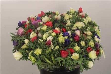 <h4>Anemone Galil Mixed In Bunch</h4>
