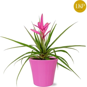 Tillandsia Antonio Roze Coco