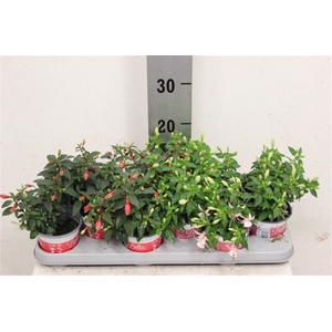 Fuchsia Gemengd Hang