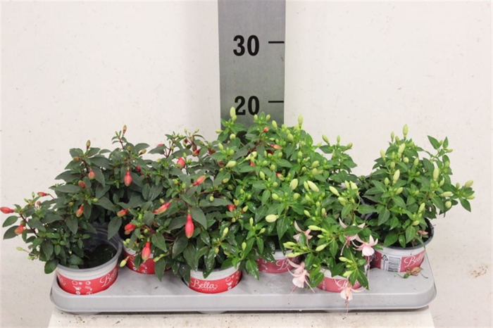 <h4>Fuchsia Gemengd Hang</h4>