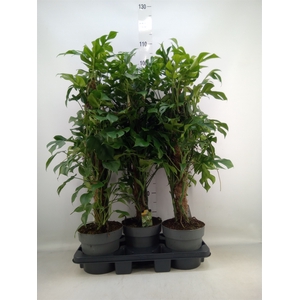 Philodendron   ...