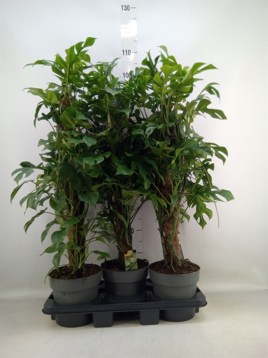 <h4>Philodendron   ...</h4>