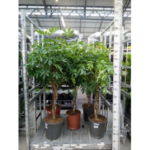 Schefflera arbor. 'Compacta'