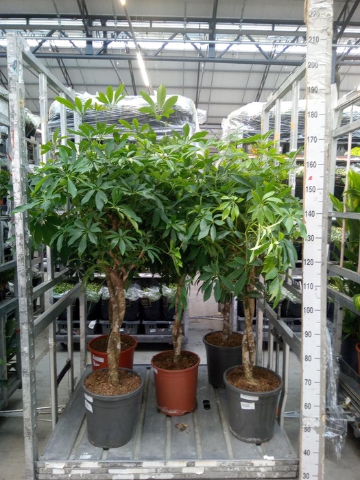 <h4>Schefflera arbor. 'Compacta'</h4>