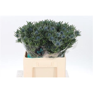 Eryngium Aquarius Qstar