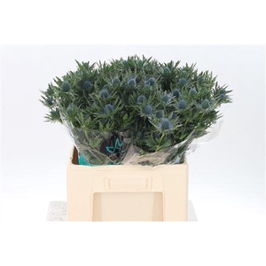 Eryngium Aquarius Qstar