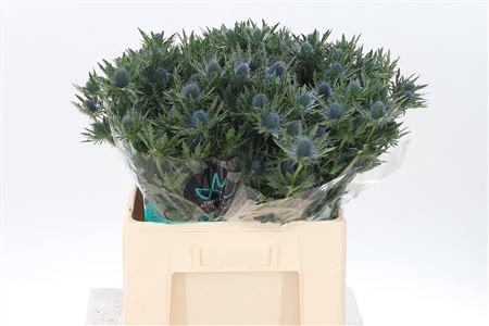 <h4>Eryngium Aquarius Qstar</h4>