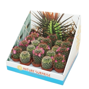 CACTUS BLOEIEND GEM