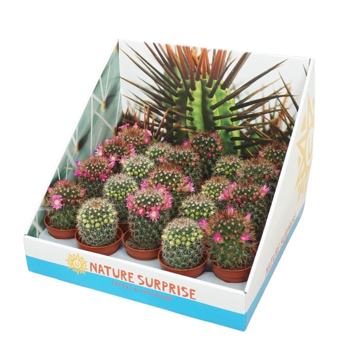 <h4>CACTUS BLOEIEND GEM</h4>