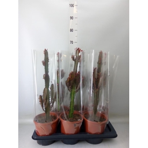 Euphorbia trigona 'Rubra'