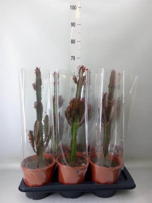 <h4>Euphorbia trigona 'Rubra'</h4>