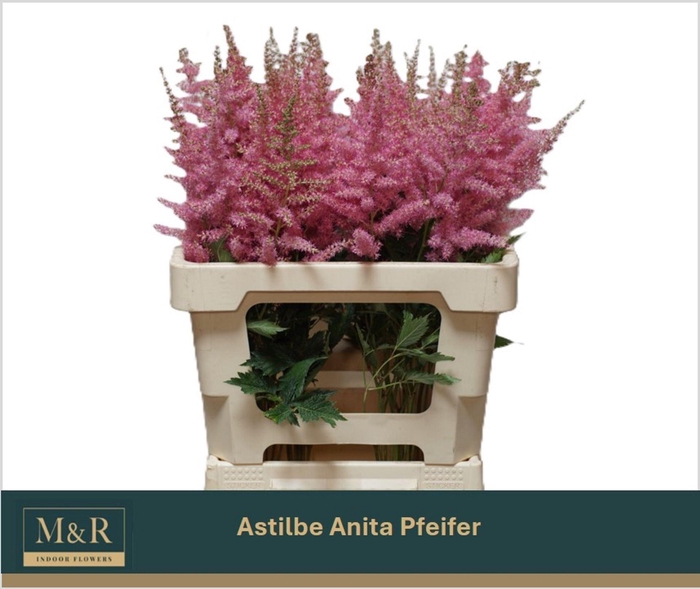 <h4>ASTIL ANITA PFEIFER ASTIL AR ANITA</h4>
