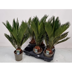 CYCAS REVOLUTA