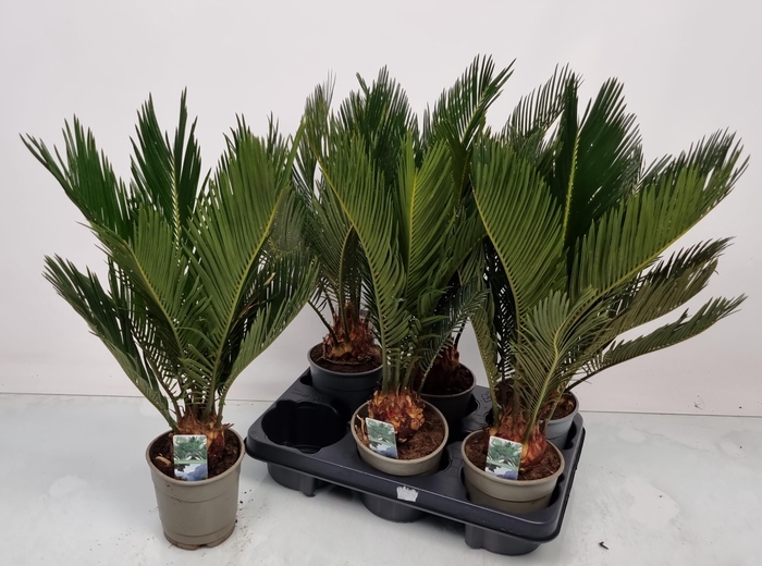 <h4>CYCAS REVOLUTA</h4>