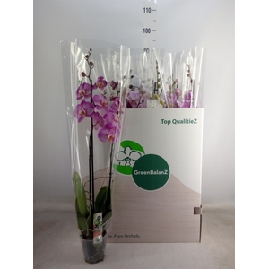 Phalaenopsis   ...mix