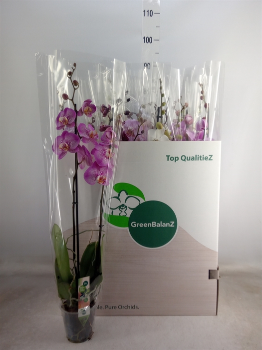 <h4>Phalaenopsis   ...mix</h4>