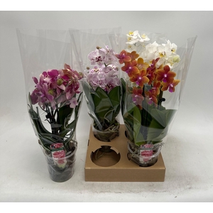 PHAL GEM