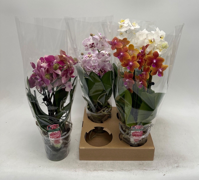 <h4>PHAL GEM</h4>