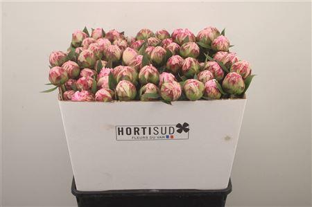 <h4>Paeo L Sarah Bernhard Pink Ex</h4>