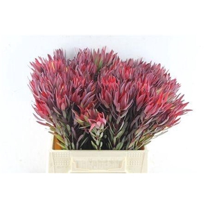LEUCAD SAL BLUSH