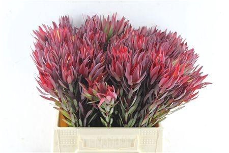 <h4>LEUCAD SAL BLUSH</h4>