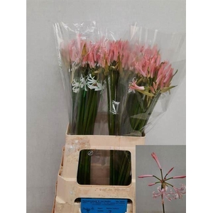 NERINE VESTA K