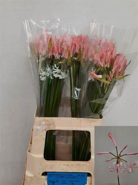 <h4>NERINE VESTA K</h4>