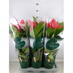 Anthurium andr. 'Melodia Ibis'