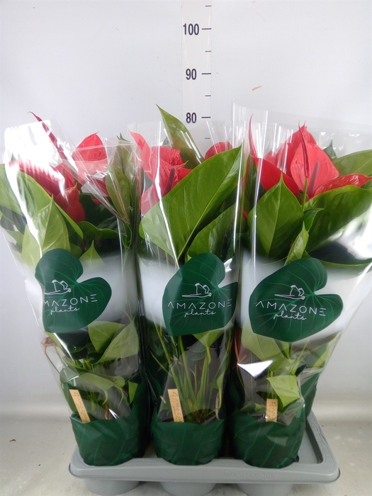 <h4>Anthurium andr. 'Melodia Ibis'</h4>
