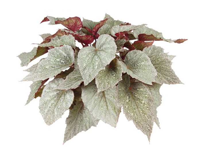 <h4>BEGONIA BELEAF YUKON FROST P15 PO</h4>