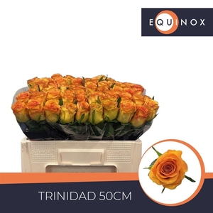 R GR TRINIDAD