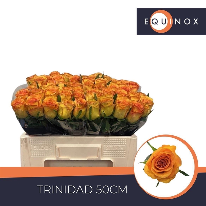 <h4>R GR TRINIDAD</h4>