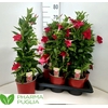 Mande Rio Grande Red