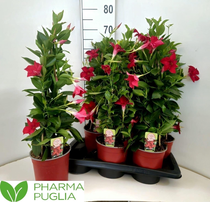 Mande Rio Grande Red