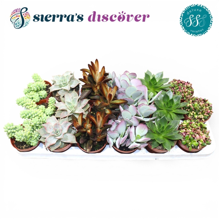 <h4>Discover® - Sevilla Succulents Mix (Deluxe)</h4>
