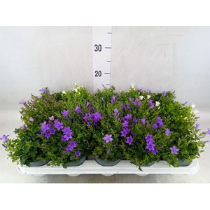 Campanula porten.
