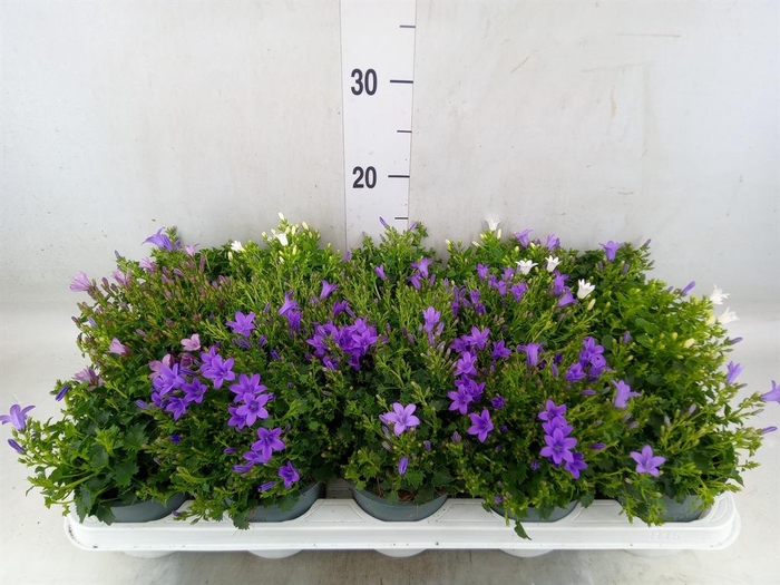 <h4>Campanula porten.</h4>