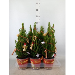 Kerstboom ...versierd