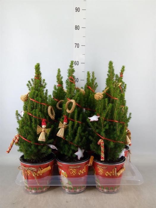 <h4>Kerstboom   ...versierd</h4>