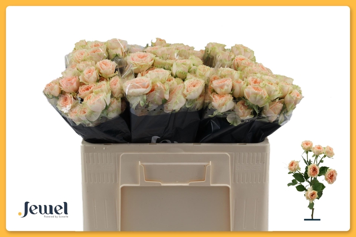 <h4>R TR HOLLY Water</h4>