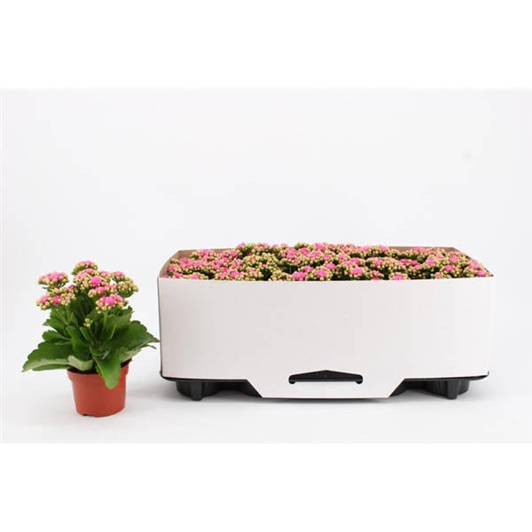 <h4>Kalanchoe Double Pink, in kraag</h4>