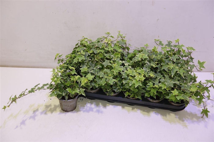 <h4>arr8 Hed He Eva</h4>